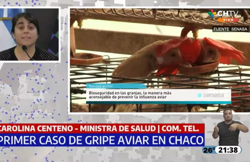 Confirmado Primer caso de gripe aviar en Chaco