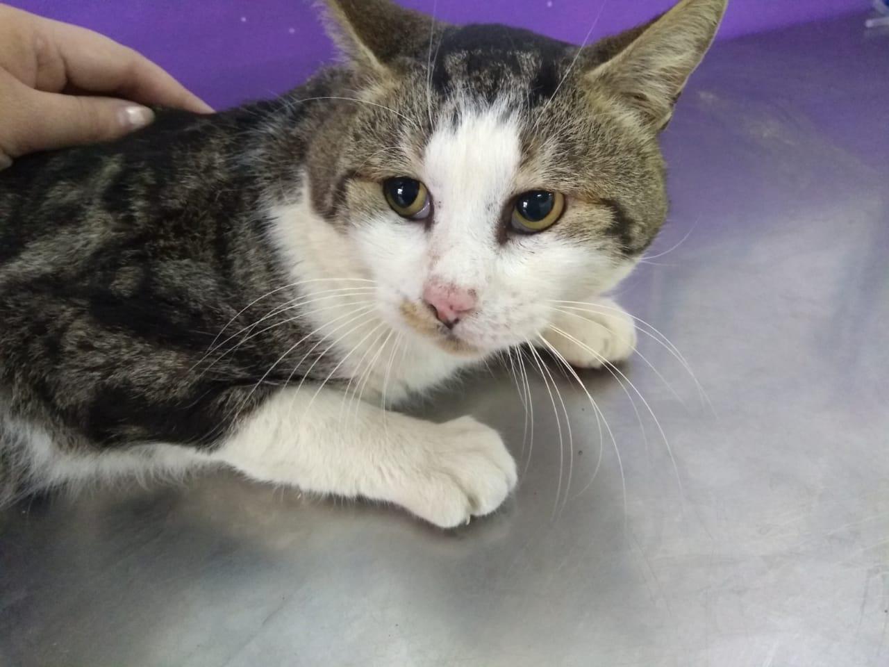 Gato-con-carcinoma-20-10-13-01