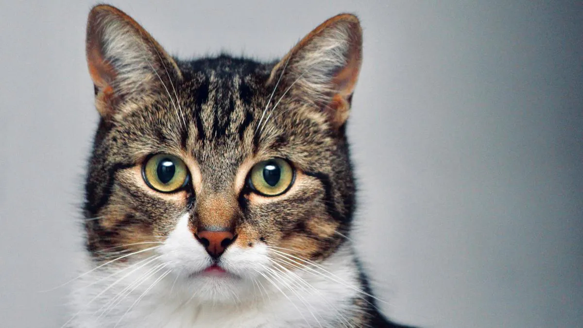 Gato-24-07-06-01