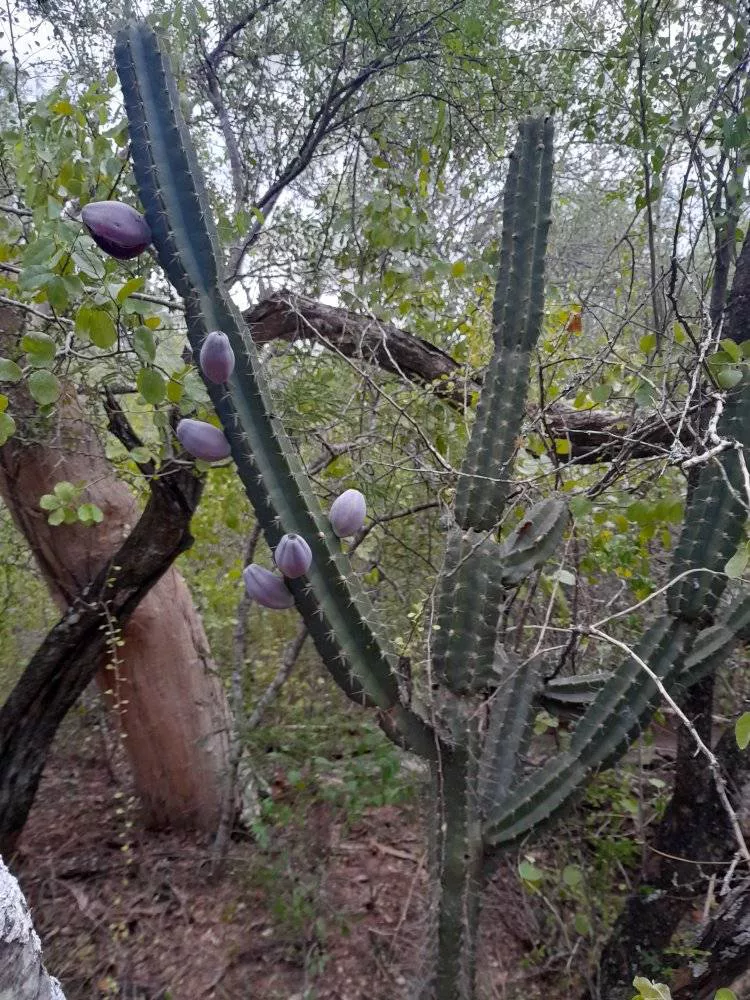 Parque-Natural-Loro-Hablador-22-05-20-09