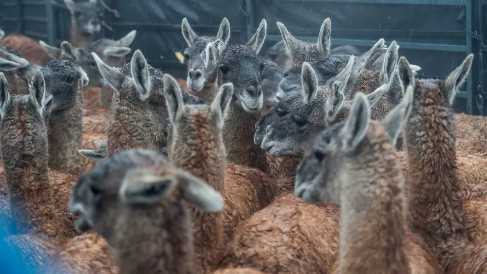 Guanacos-26-06-25-02
